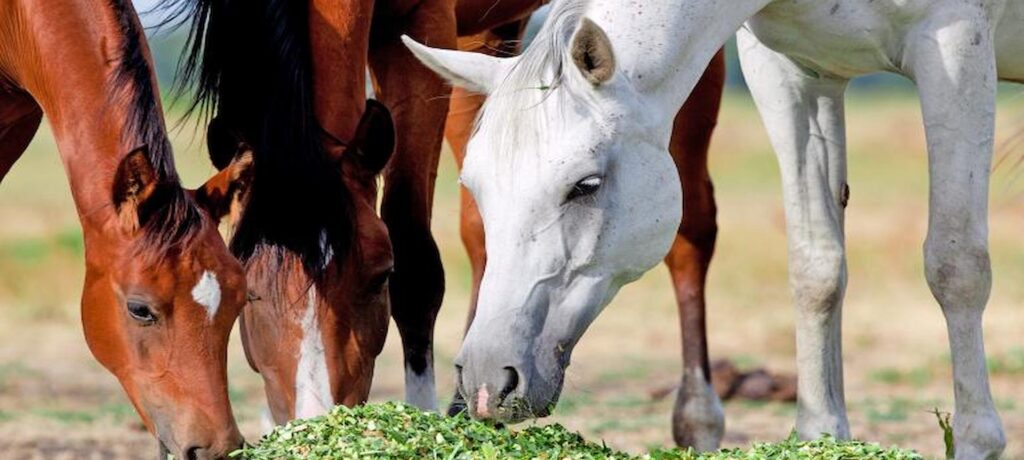Alfalfa and Equine Athletes: Fuelling Performance and Recovery in Sport Horses